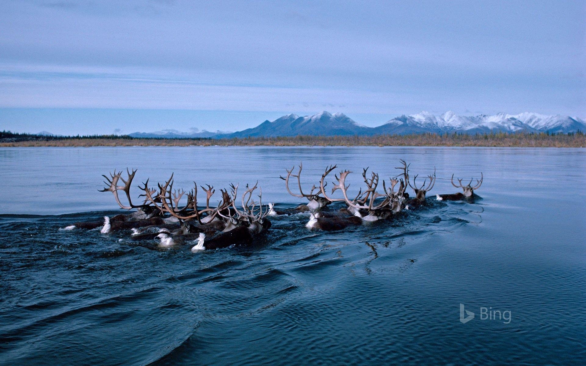 Karibu, Schwimmen, Kobuk, Fluss, Migration, 1920x1200 HD Desktop