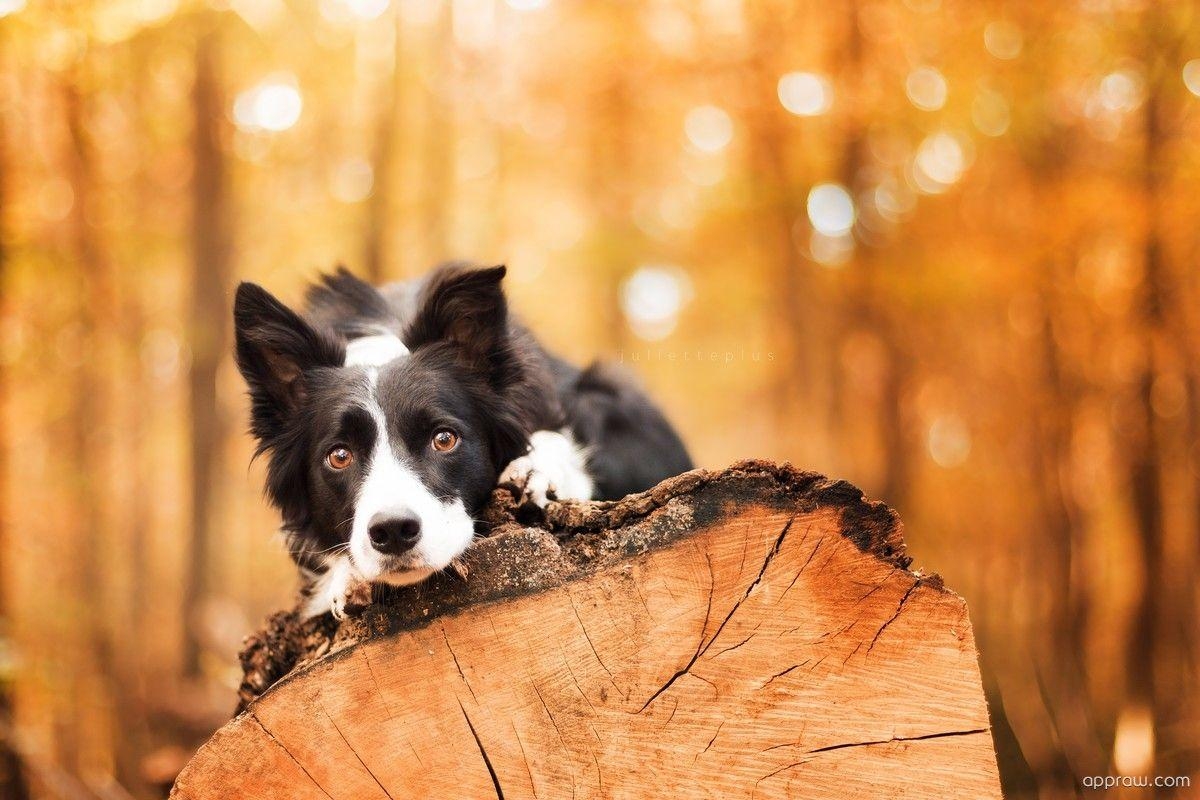 Border Collie, Hund, Download, HD, Hintergrund, 1200x800 HD Desktop