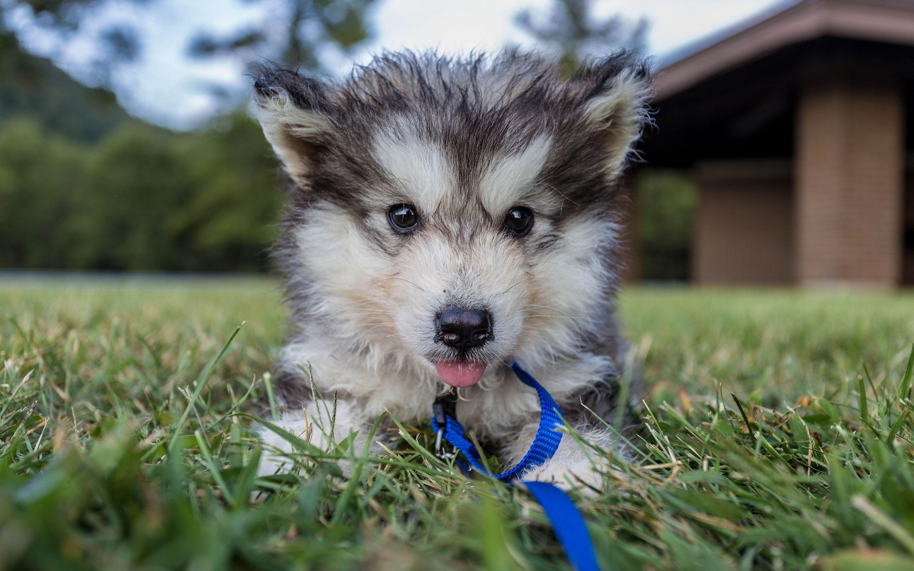 Husky, Welpe, Alaskan Malamute, Hunde, Gras, 3840x2400 4K Desktop