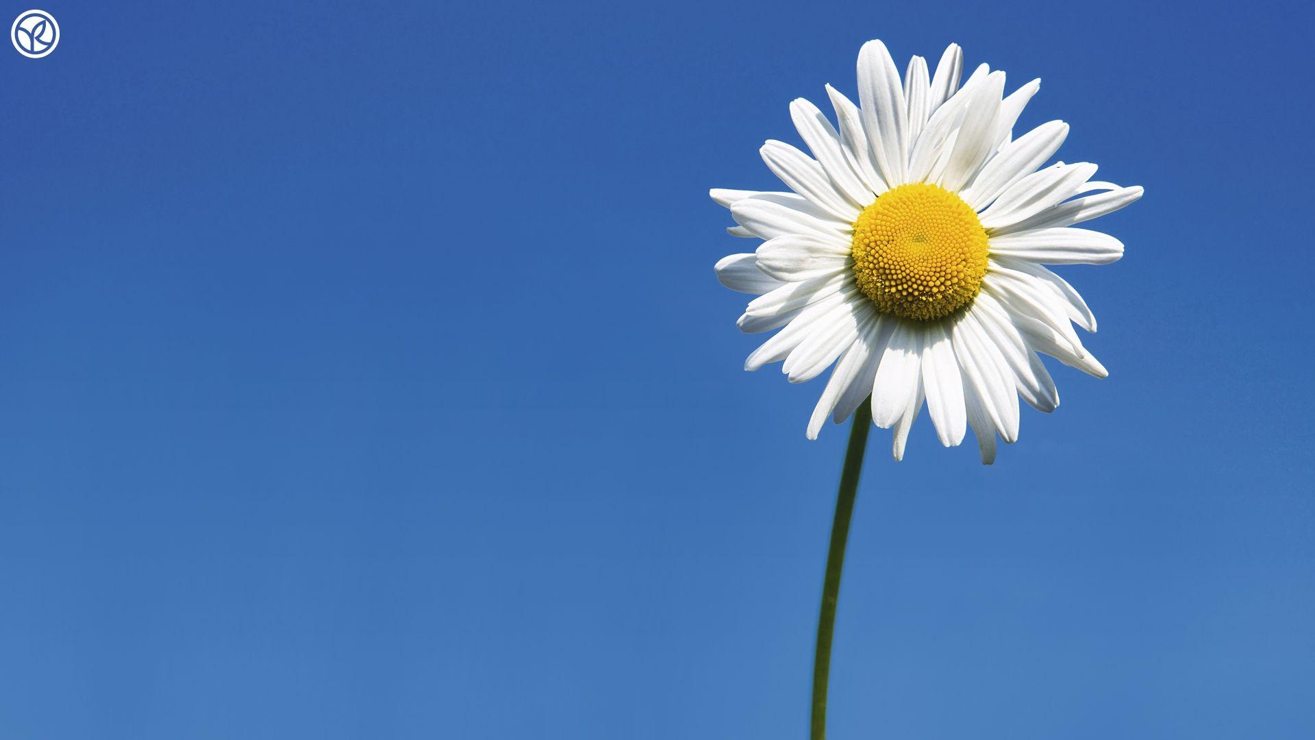 Gänseblümchen, Full HD, Hintergrund, Natur, Blumenbild, 1920x1080 Full HD Desktop