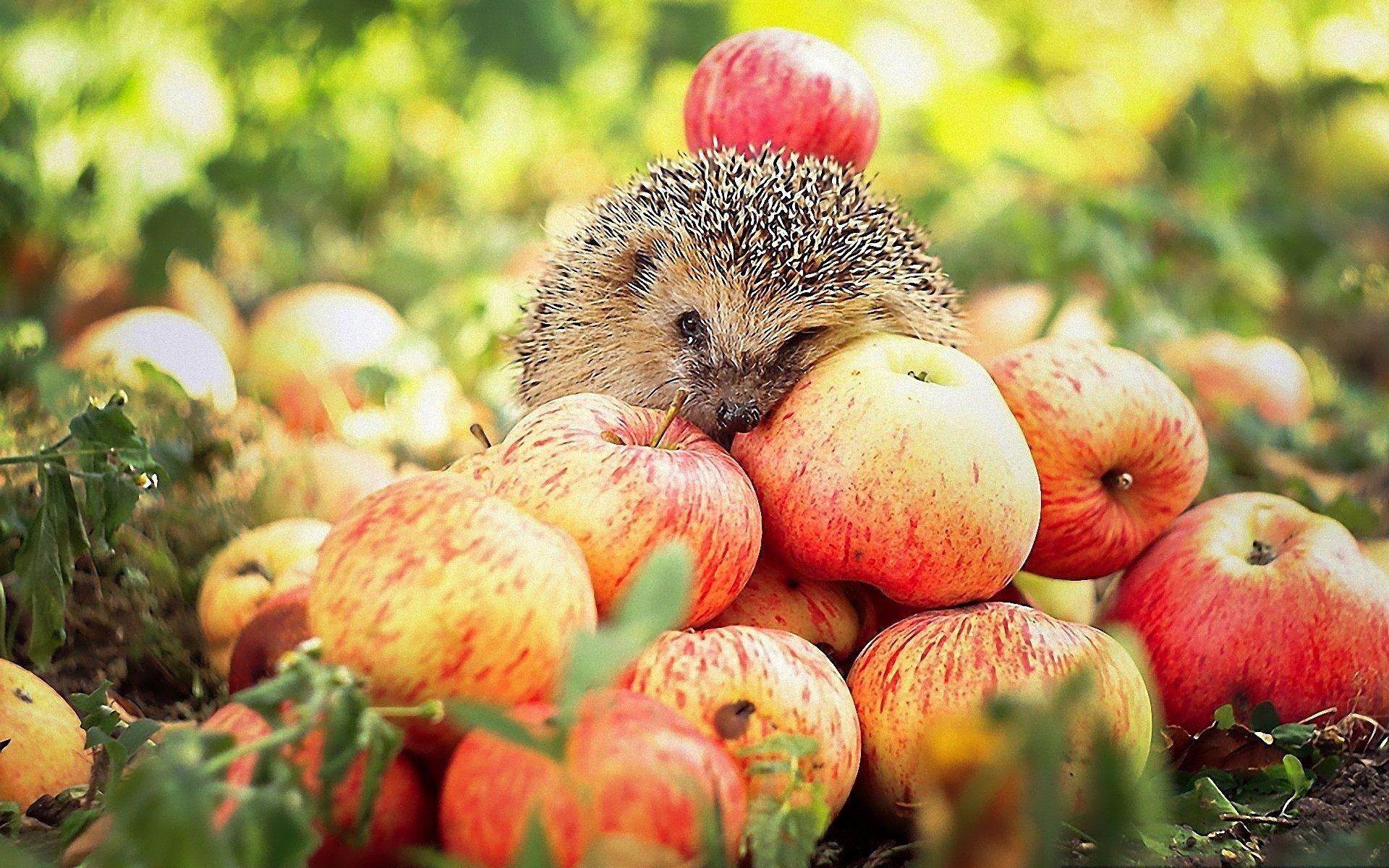 Igel HD Hintergrund Tier Bild, 1920x1200 HD Desktop