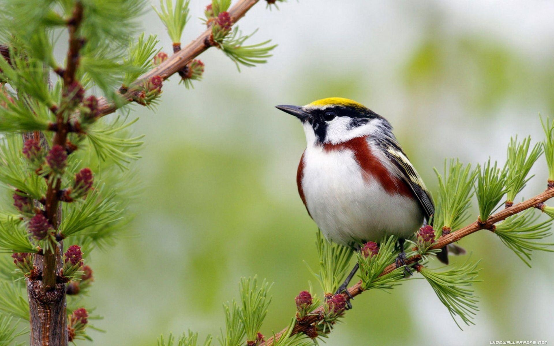 Vogel, Tier, Hintergrund, Vogelart, Farbenfroh, 1920x1200 HD Desktop