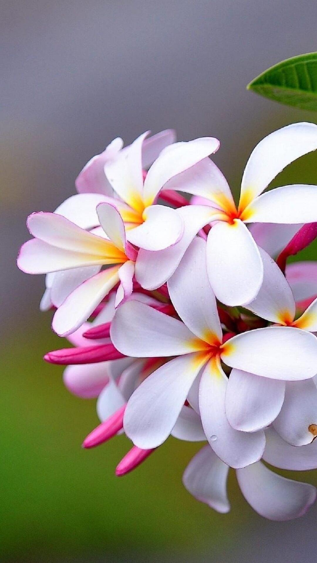 Plumeria, HD Bild, Android, Natur, Blüte, 1080x1920 Full HD Handy