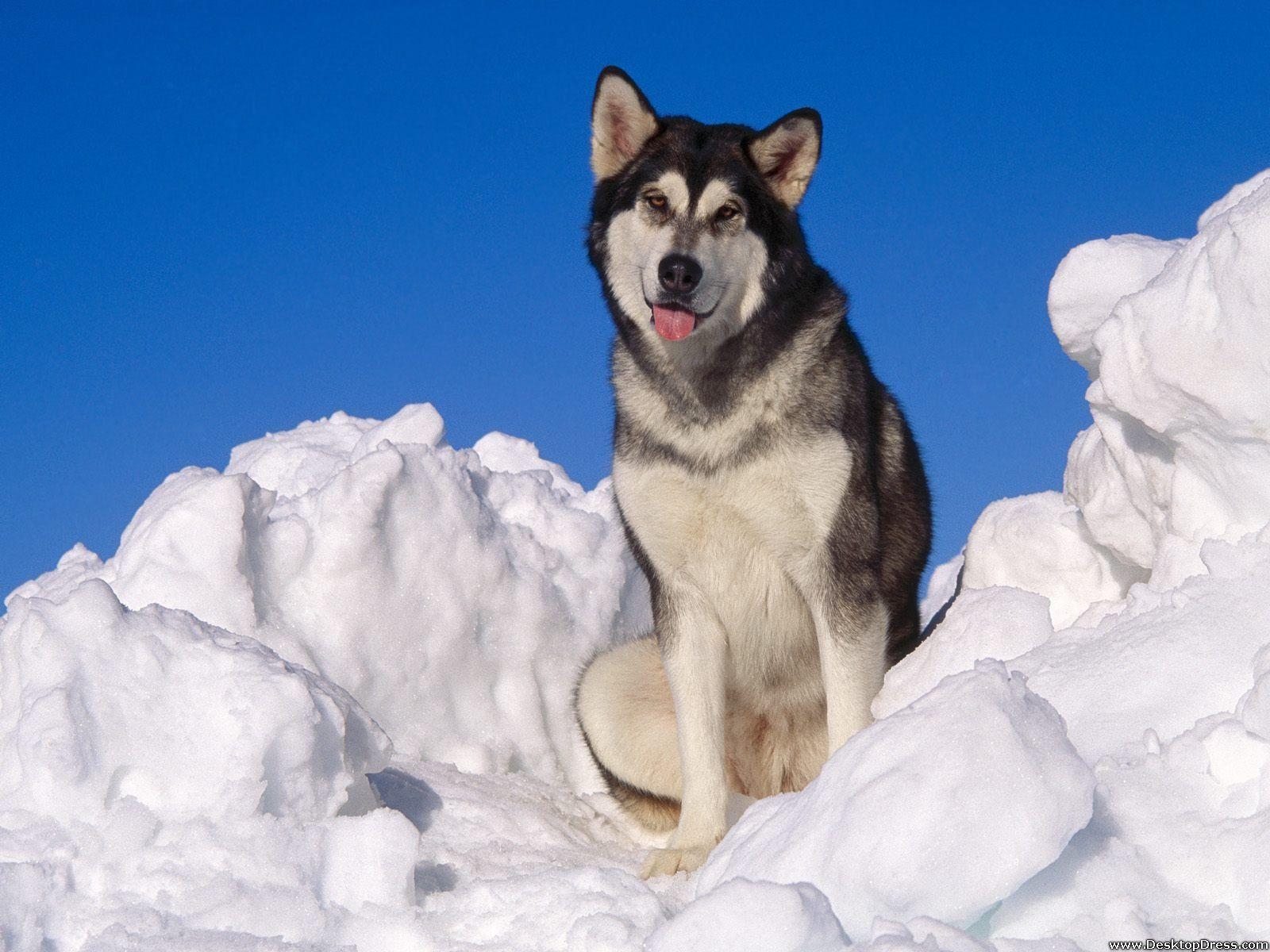 Desktop, Tiere, Hintergrundbilder, Alaskan Malamute, Hund, 1600x1200 HD Desktop