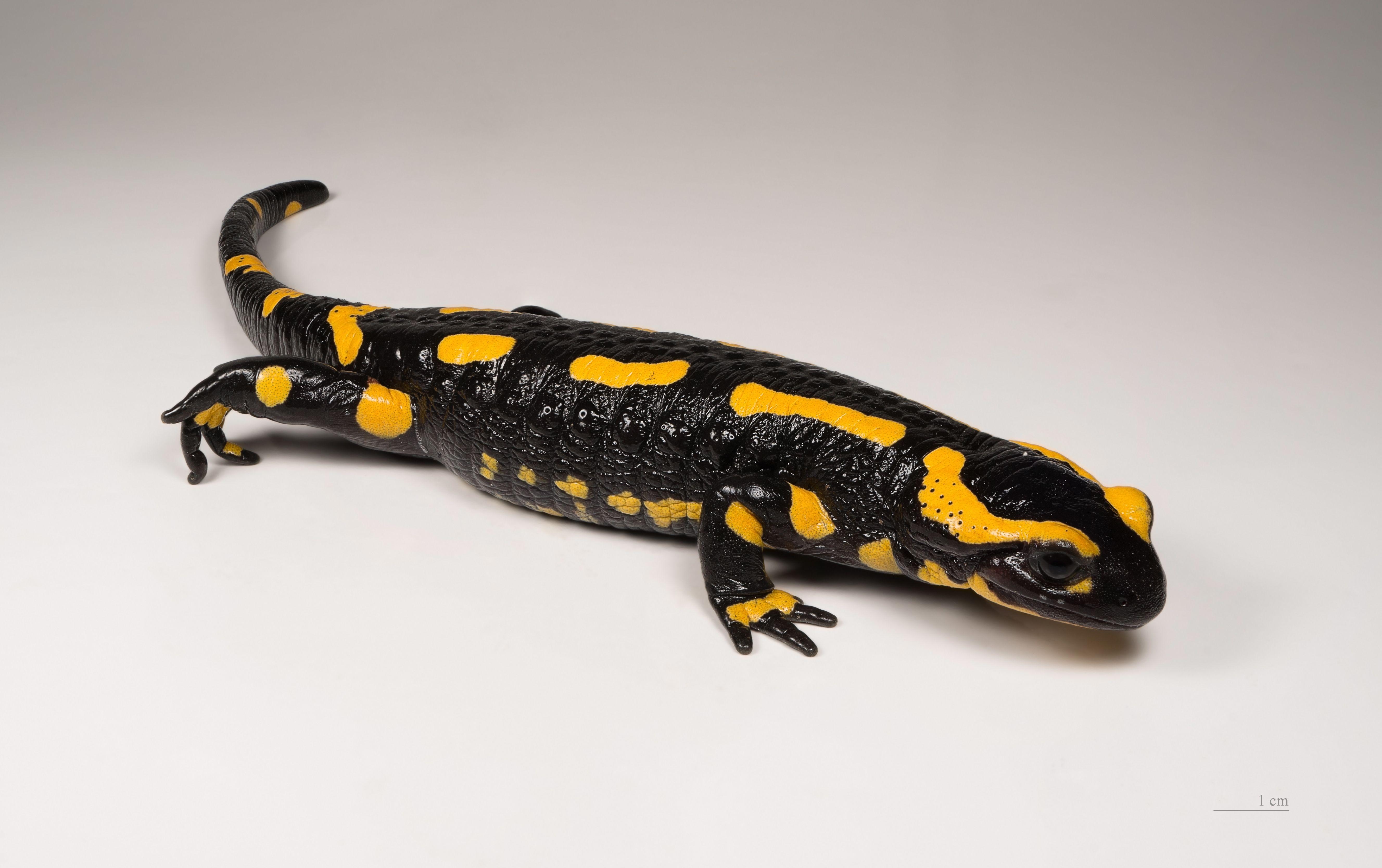 HD, Salamander, Tiere, Hintergrund, Bild, 5310x3340 4K Desktop