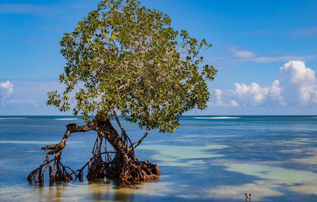 Küste, Paradies, Dominikanische Republik, Samaná, Reisen, 1340x850 HD Desktop