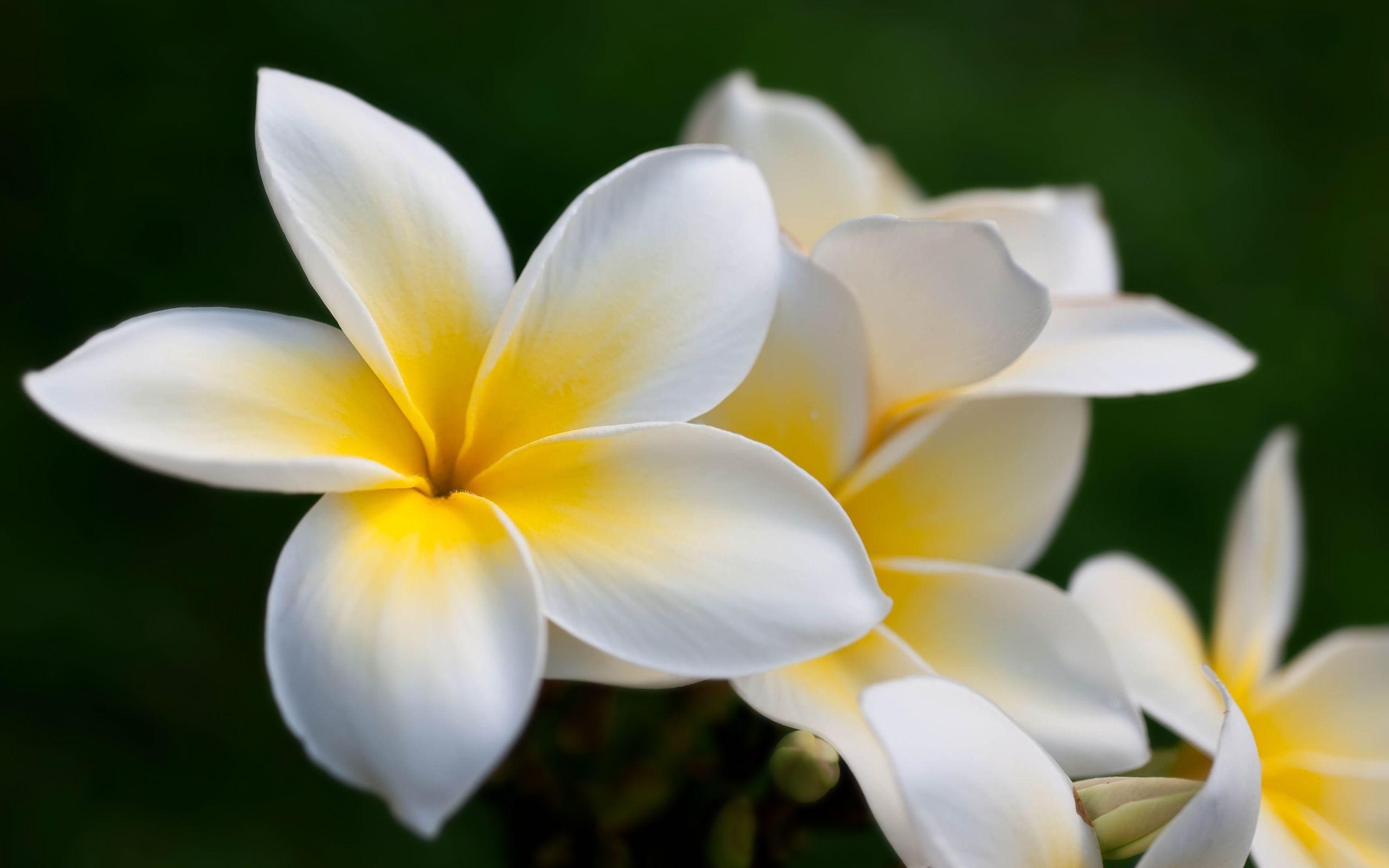 Plumeria, HD, Natur, Hintergrund, Blume, 2560x1600 HD Desktop