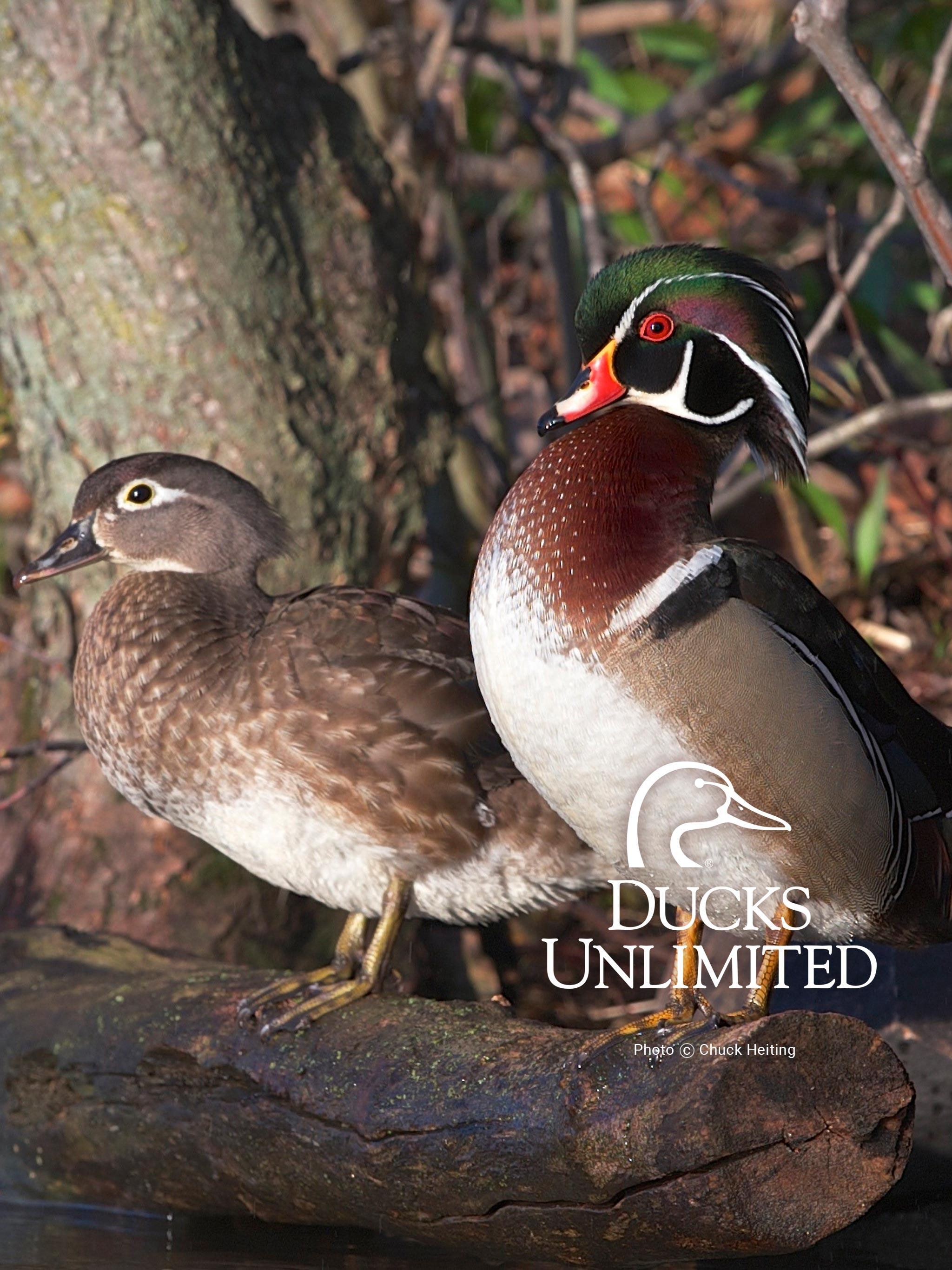 Enten unbegrenzt, Mobile Hintergrund, Exklusiv, Tiere, 2050x2740 HD Handy