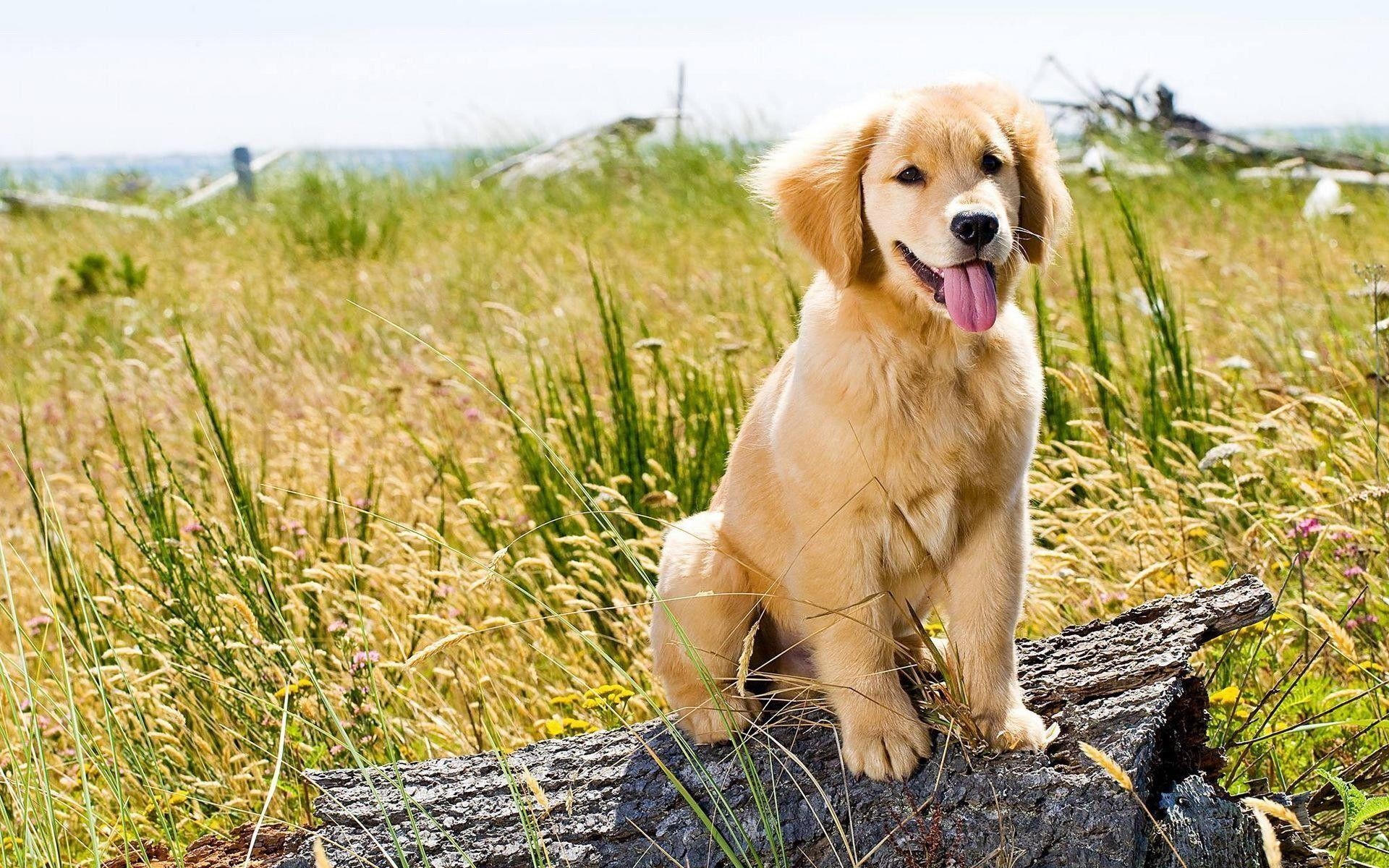 Golden Retriever, Gratis, HD, Tier, Bild, 1920x1200 HD Desktop