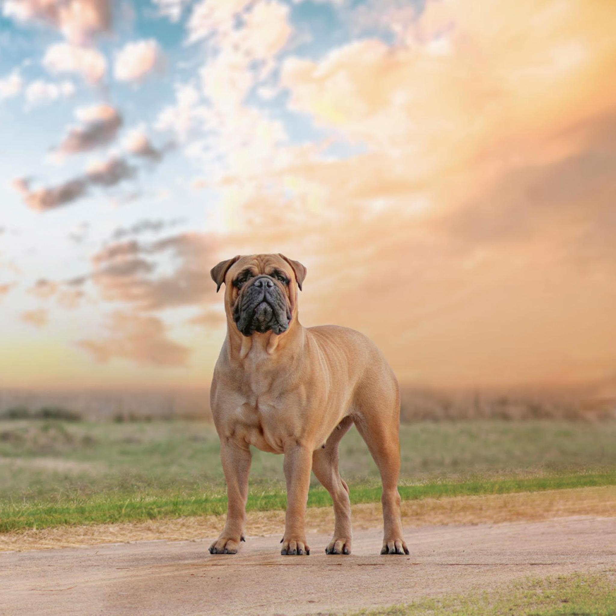 Bullmastiff, Hunde, Hintergrundbild, Haustiere, Rasse, 2050x2050 HD Handy