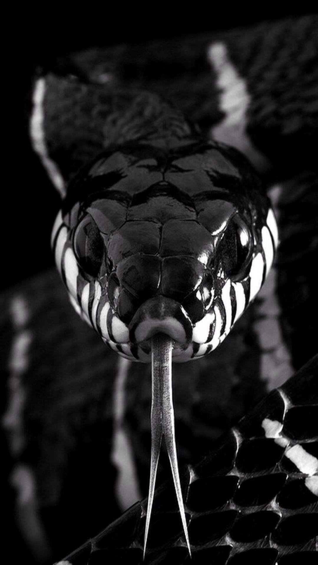 Schwarze Mamba, iPhone 6, Schlange, Bild, Tier, 1080x1920 Full HD Handy