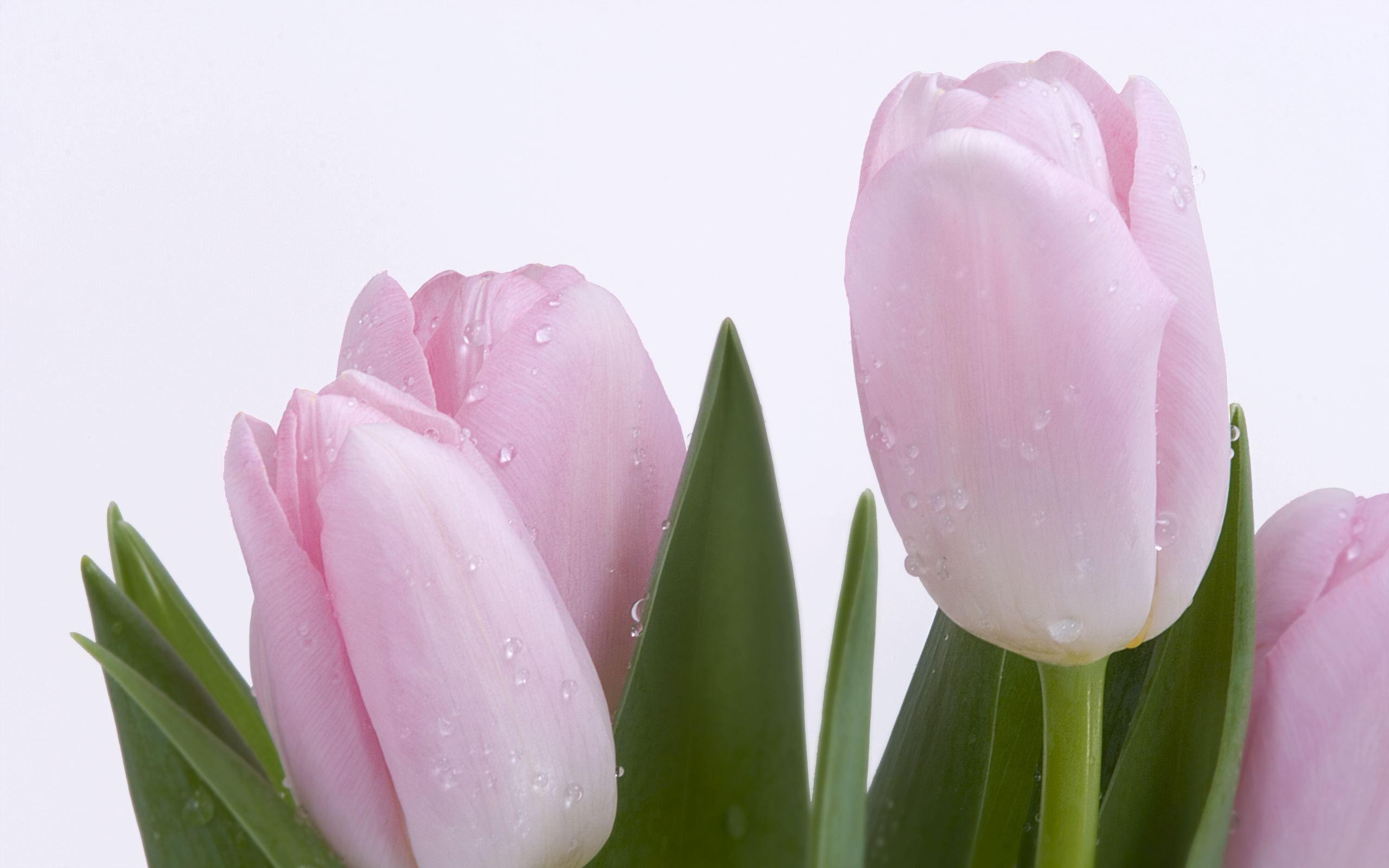 Frische Rosa Tulpen, Blumen, Natur, Bildformat, Schönheit, 2560x1600 HD Desktop