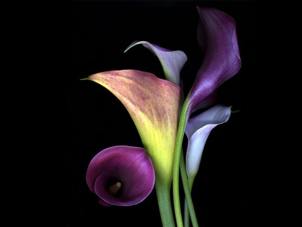 Lila Calla-Lilien, schön, Natur, Farbkombination, Blume, 1030x770 HD Desktop