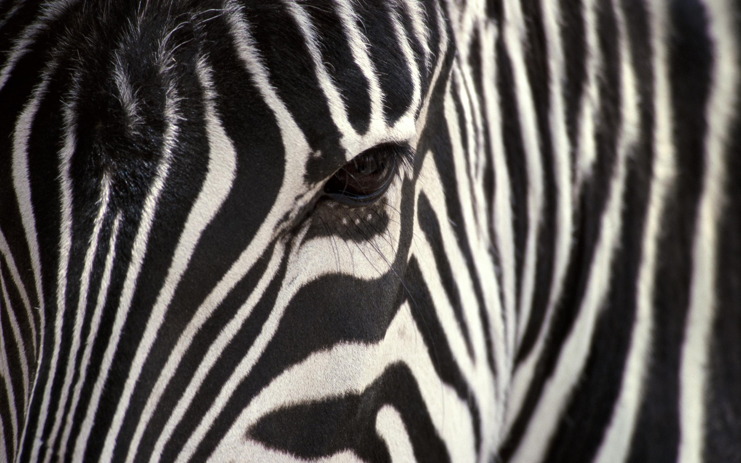 Zebra, HD, Hintergrund, Tier, Streifen, 2560x1600 HD Desktop