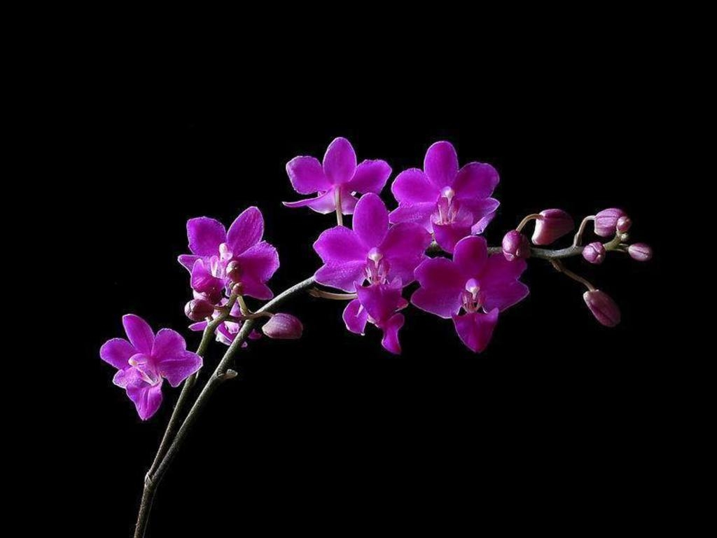 Orchidee, Android, Hintergrund, Desktop, Blume, 1030x770 HD Desktop