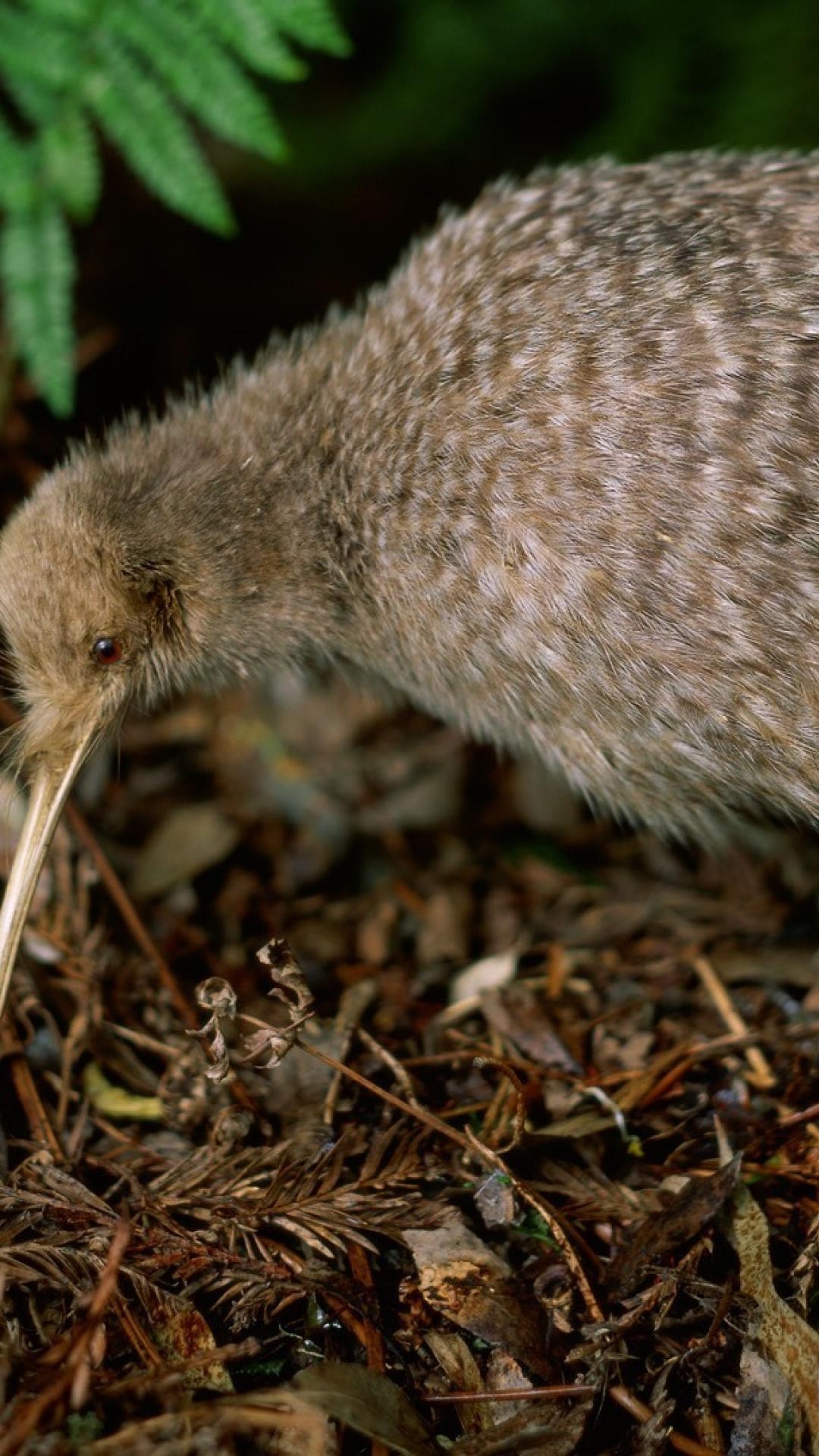 Kiwi, Vogel, Bild, Natur, Wallpaper, 1080x1920 Full HD Handy