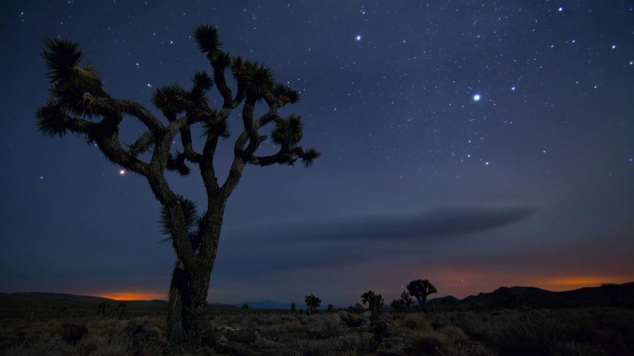 Joshua Tree, Kalifornien, Wüstenbild, 1250x700 HD Desktop