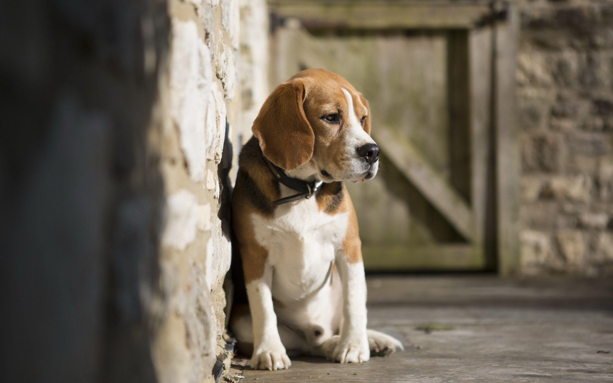 Trauriger Beagle, Vollbild, Hochauflösung, Bild, Hund, 2560x1600 HD Desktop