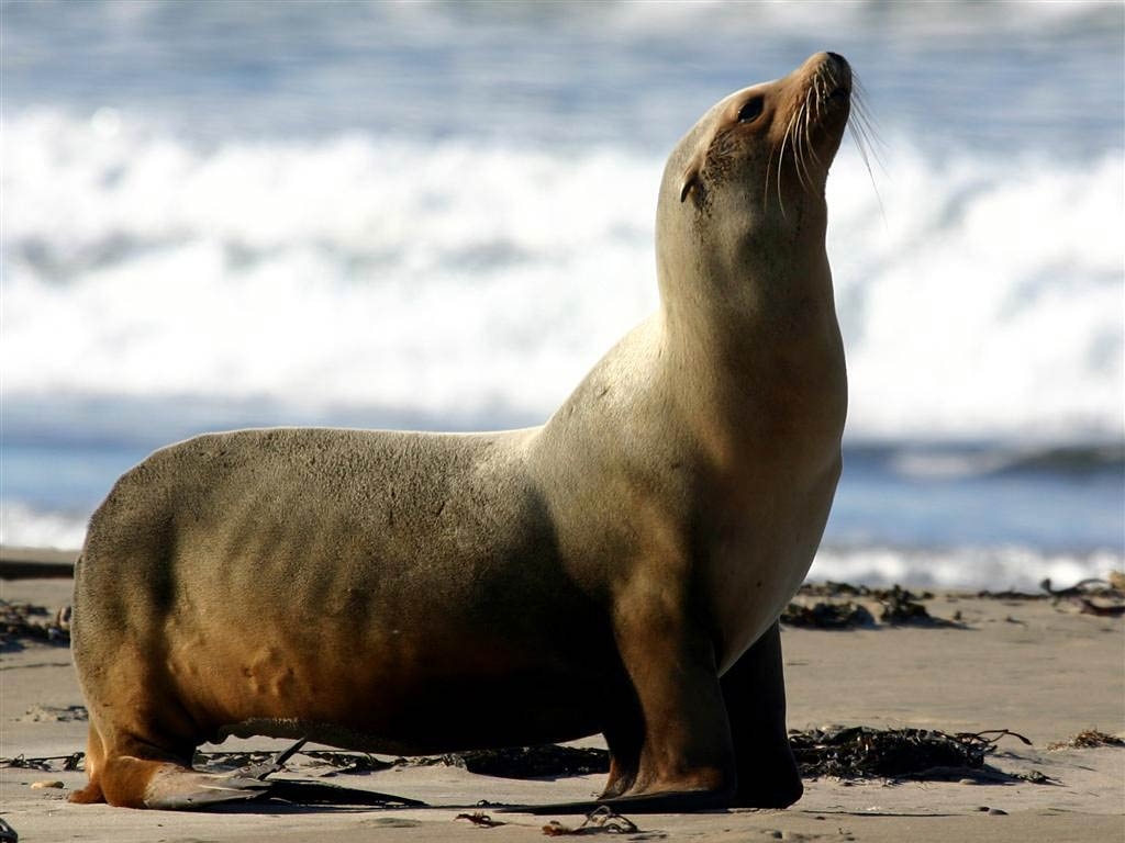 Seelöwe, Meerestier, Natur, Wasser, Tierwelt, 1030x770 HD Desktop