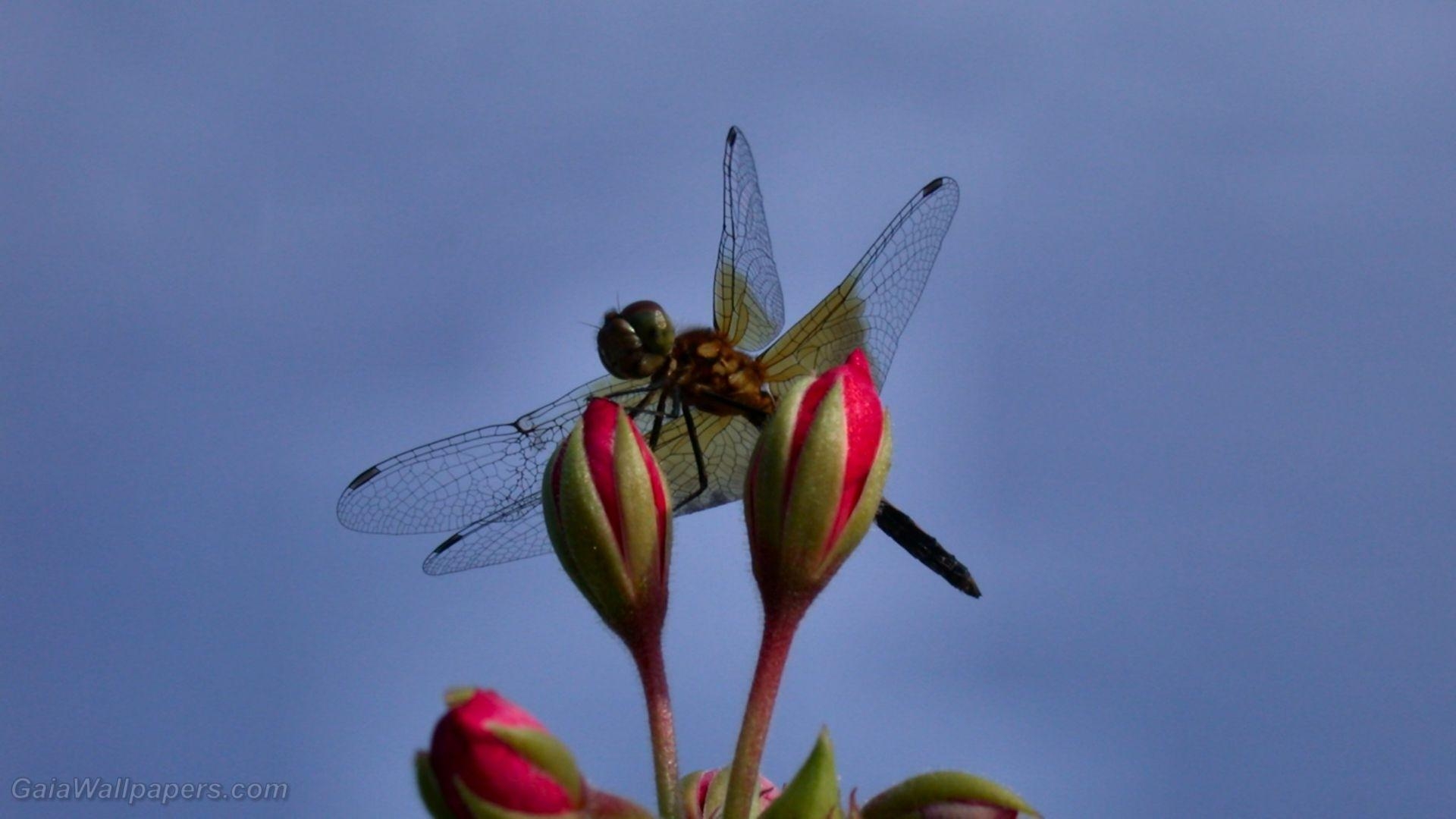 Libellen Desktop, Tapeten, Natur, Insekten, Tierwelt, 1920x1080 Full HD Desktop