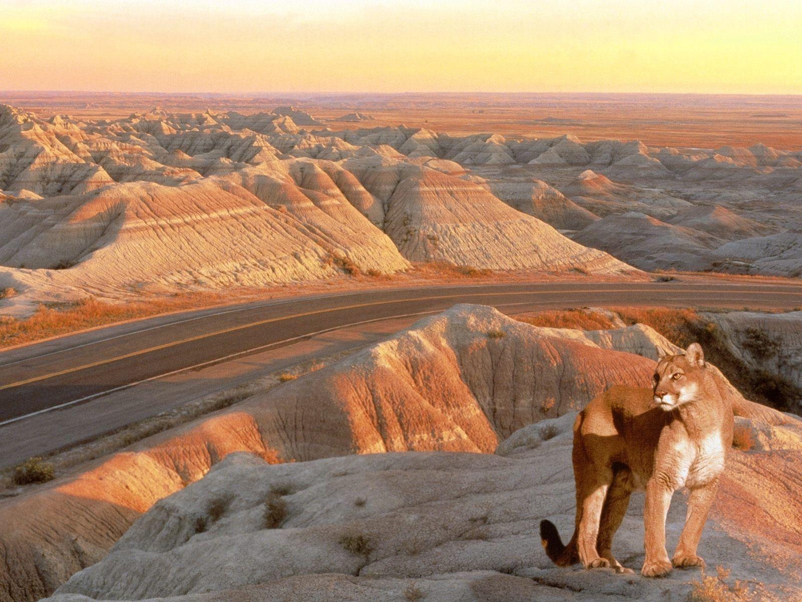 Badlands, Süd Dakota, Berglöwen, Hochqualität, Natur, 1600x1200 HD Desktop