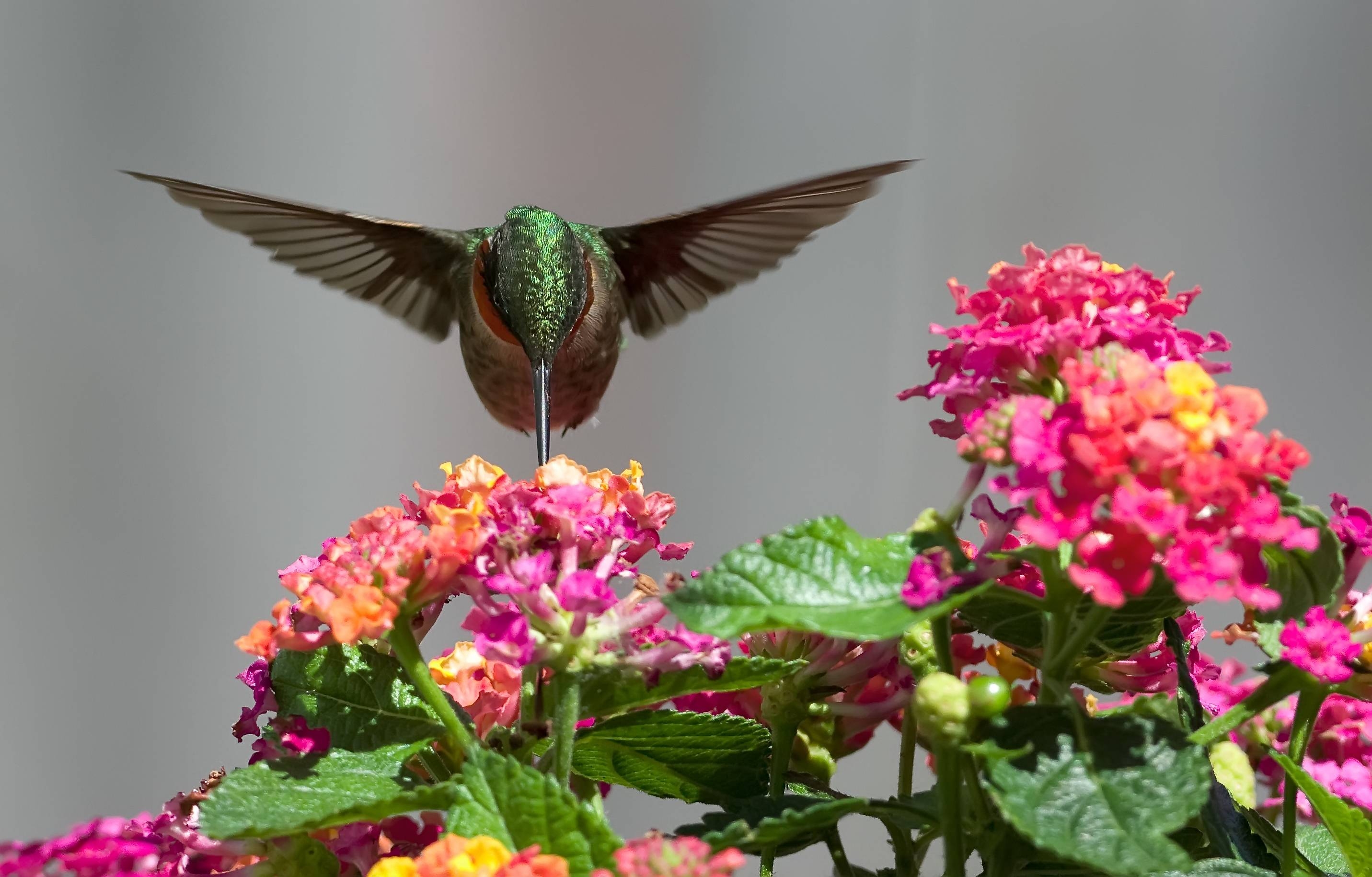 Kolibri, Hintergrund, Tierbild, malen, Vögel, 2870x1830 HD Desktop