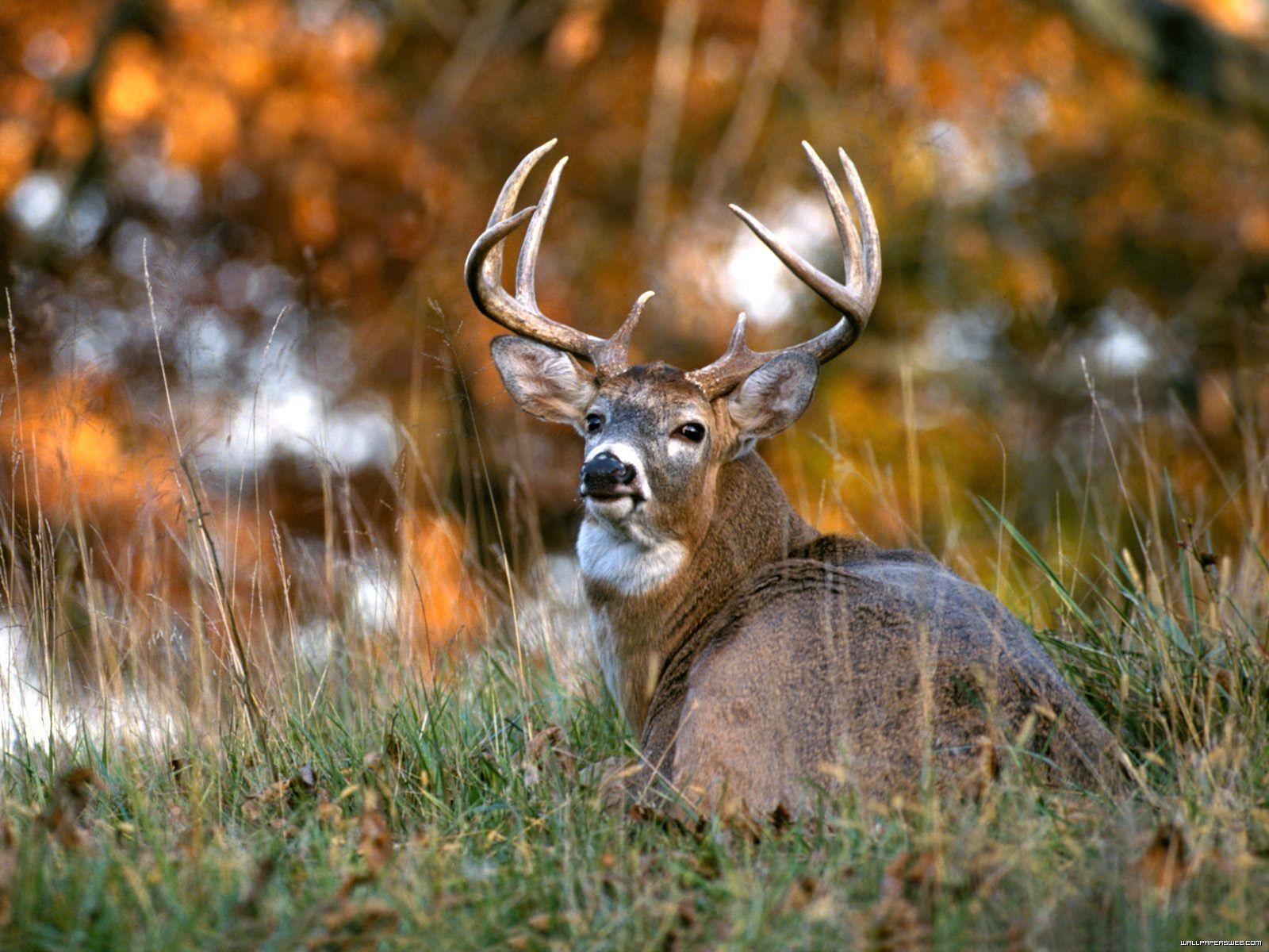Whitetail-Hirsch, Natur, Hintergrund, Eleganz, Wald, 1600x1200 HD Desktop