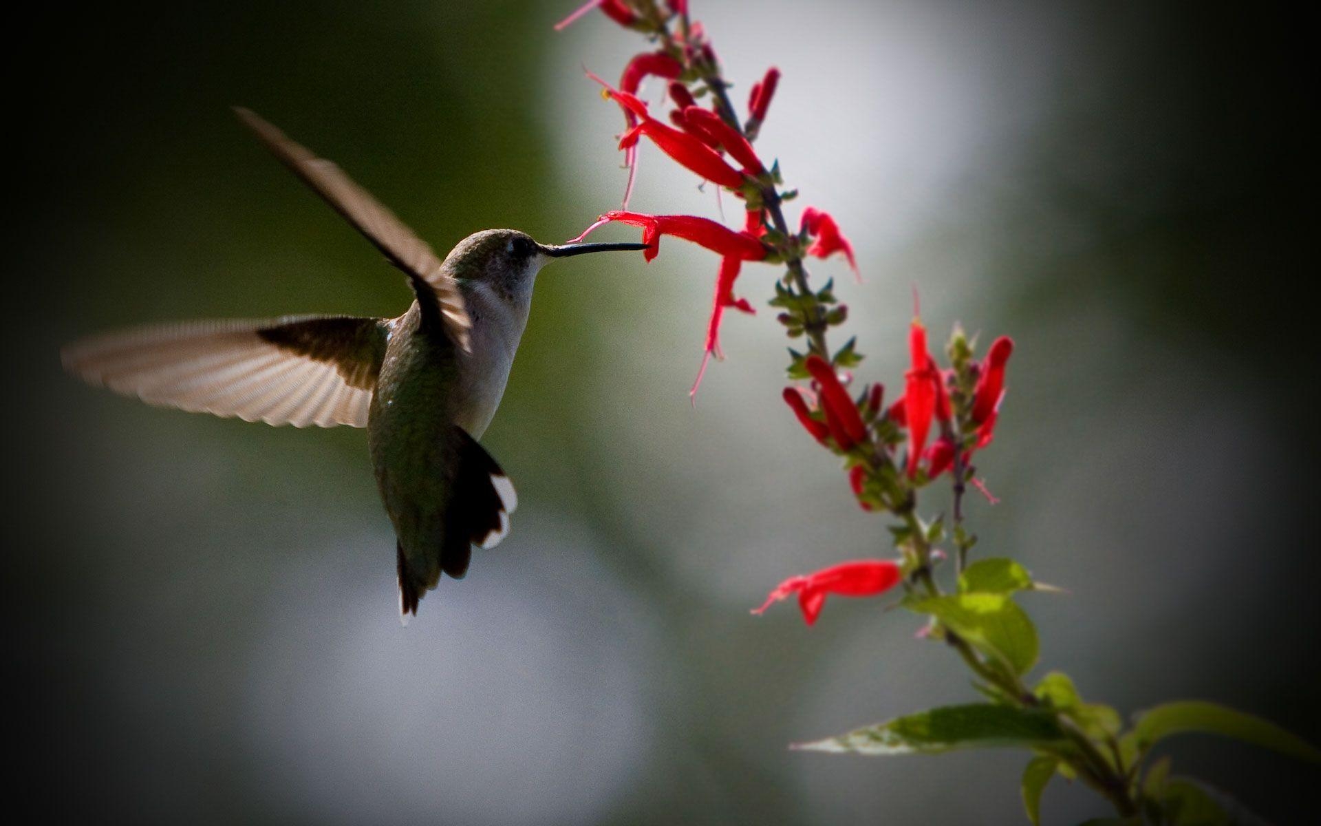 Kolibri, atemberaubend, Hintergrund, 19957px, Tapete, 1920x1200 HD Desktop