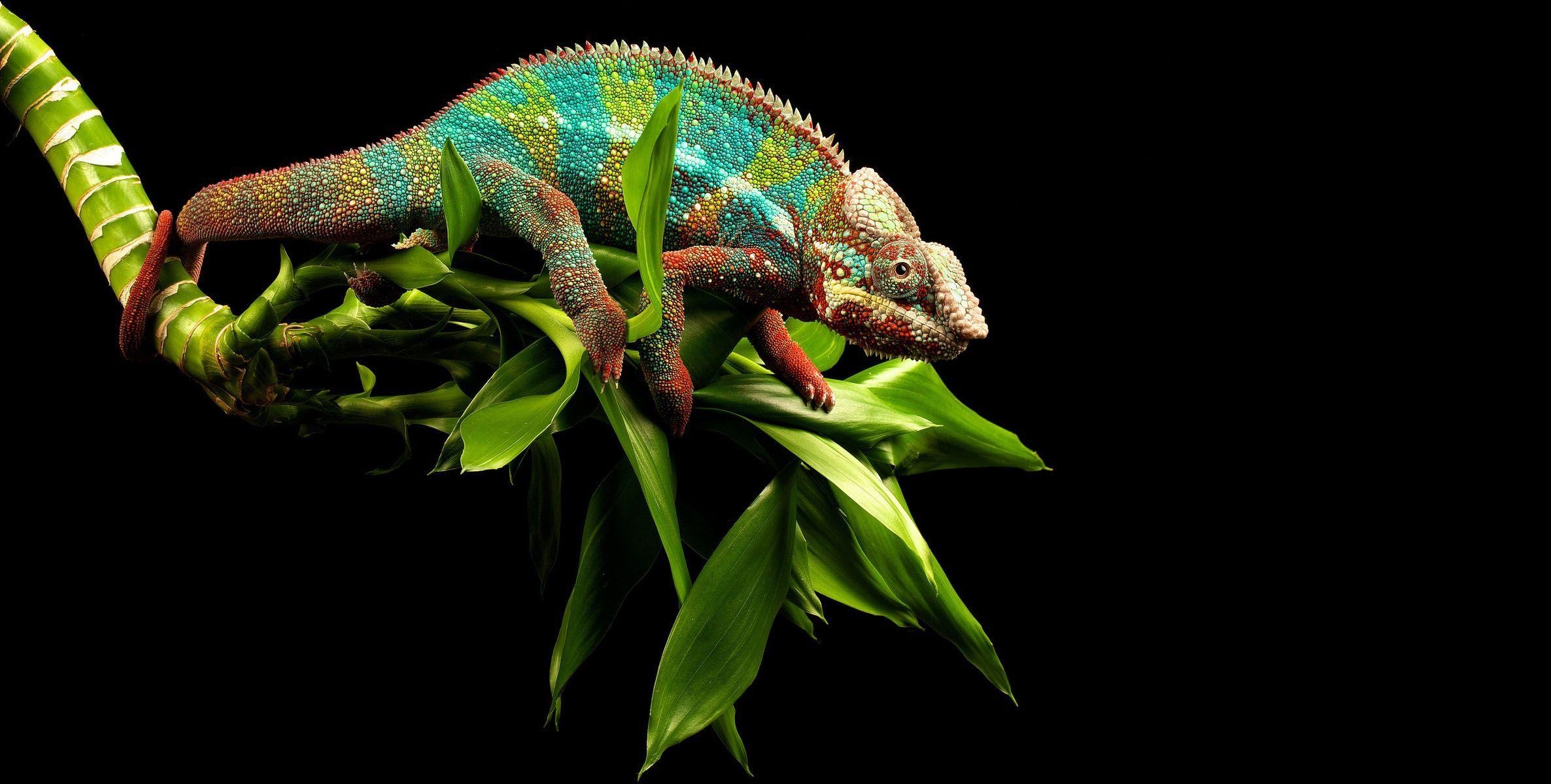 Eidechse, Desktop, Reptil, Natur, Tier, 2380x1200 HD Desktop