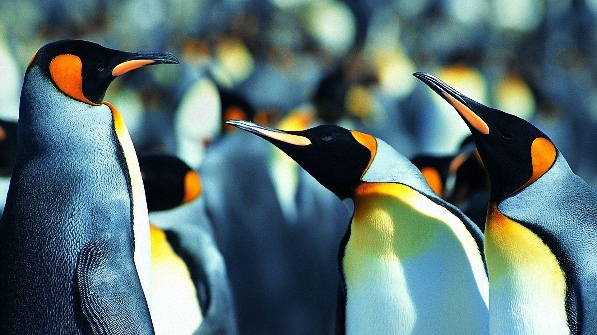 Pinguin, Tiere, Hintergrund, Antarktis, Kühl, 1920x1080 Full HD Desktop