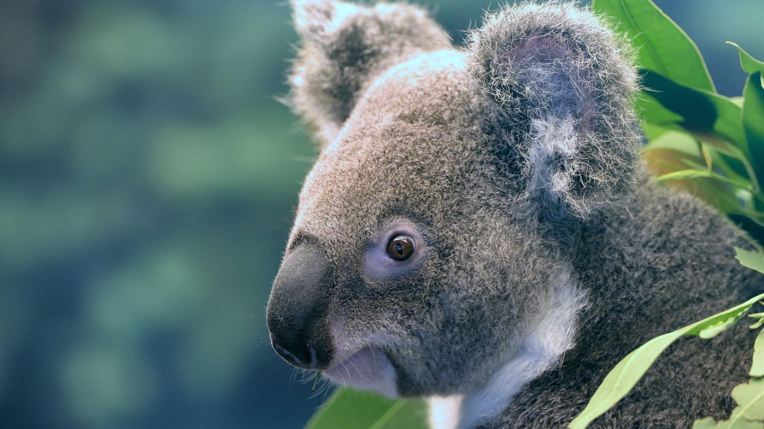 Süß, Tier, Koala, iPhone, Bild, 2560x1440 HD Desktop