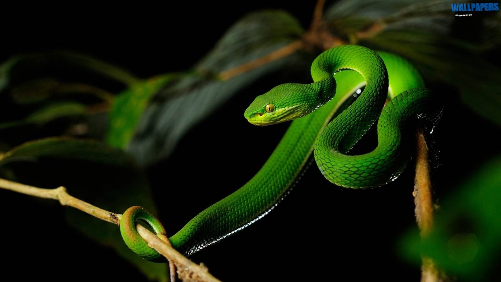 Schlange, HD, Hintergrund, Reptil, Vielfalt, 1600x900 HD Desktop