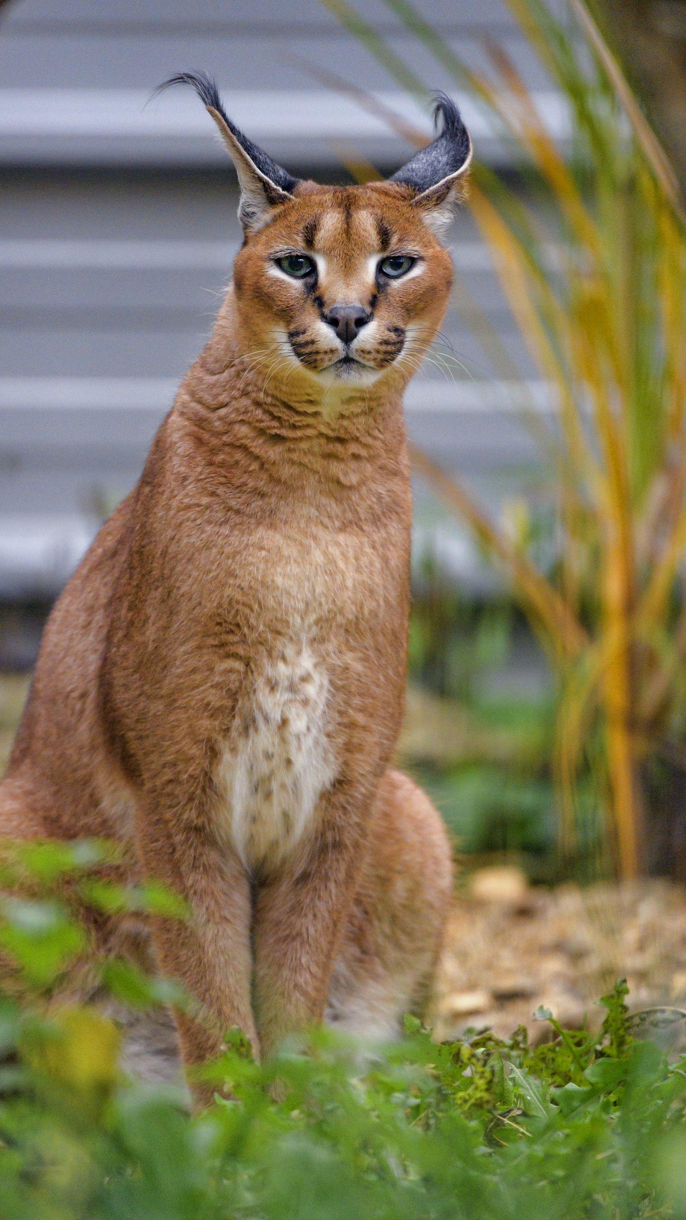 Karakal Katze, Tiere, Hintergrundbild, Natur, 1350x2400 HD Handy