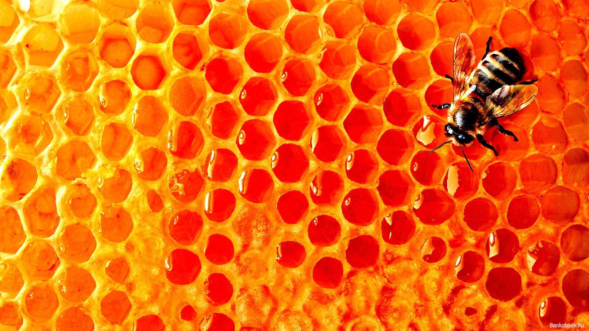 Honigbienen, Mac Hintergrund, Wachs, 1920x1080 Full HD Desktop