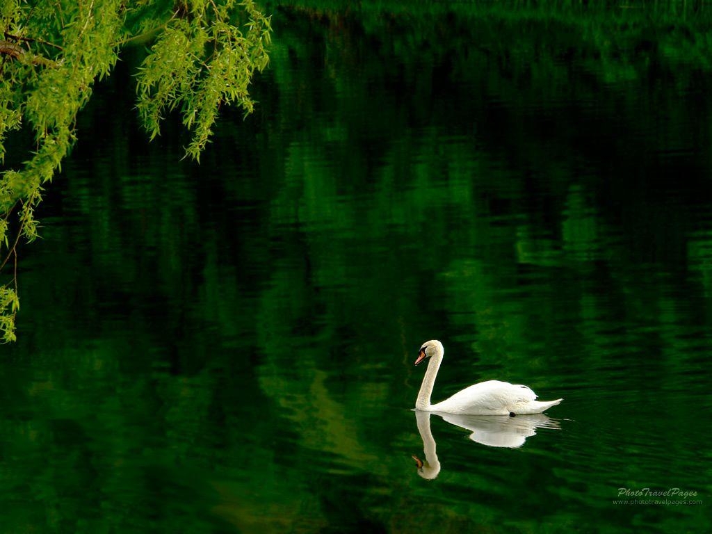 Schwan, Tiere, Hintergrundbild, 768, Vogel, 1030x770 HD Desktop