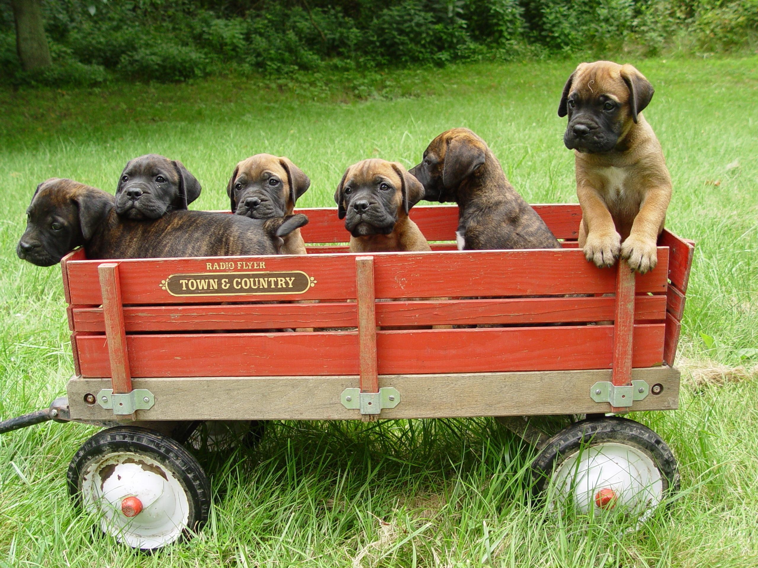 Bullmastiff Welpen, Wagen, Foto, Bild, HD, 2560x1920 HD Desktop