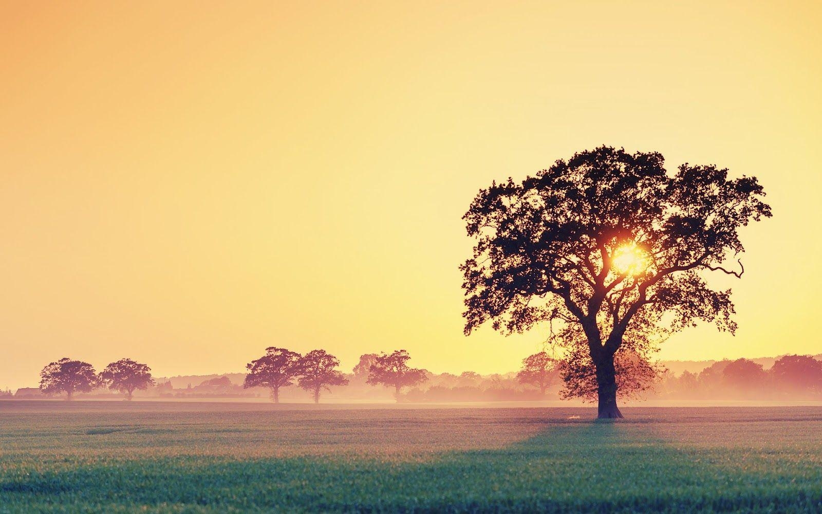 Baum, Natur, Bild, hochauflösend, Grün, 1600x1000 HD Desktop