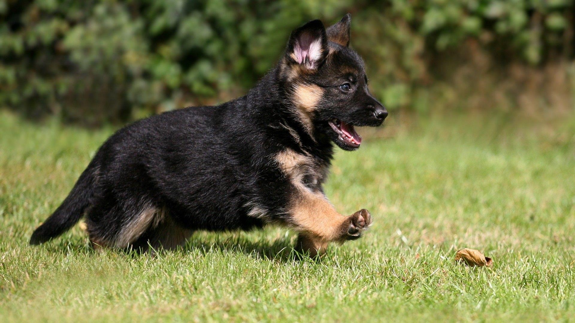 Niedlicher Schäferhund, Welpe, Hintergrund, PX, Deutsch, 1920x1080 Full HD Desktop