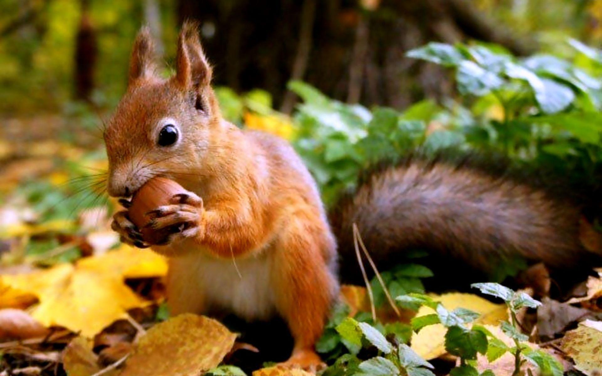 Eichhörnchen, 14 x 1200, Hintergrundbild, Natur, Wildes Tier, 1920x1200 HD Desktop