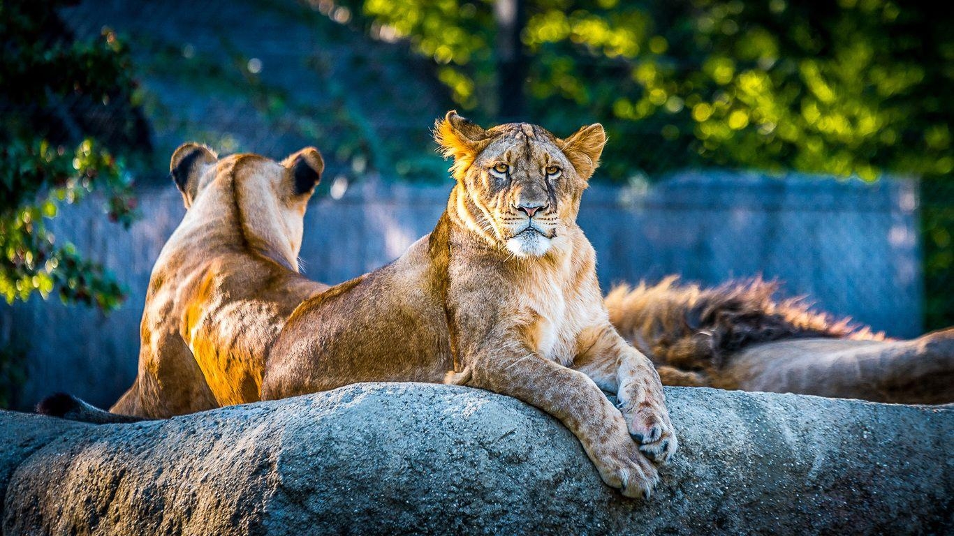 Löwin, Löwe, Raubtier, Wildtier, 4K, 1370x770 HD Desktop