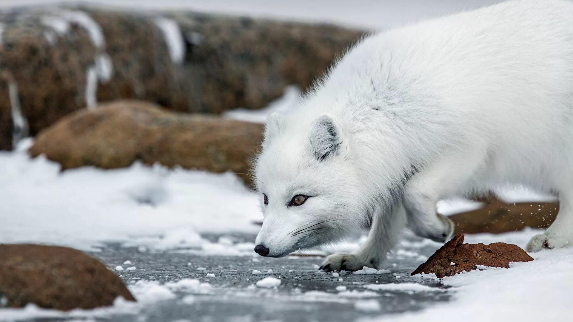 Arktischer Fuchs, Tiere, Weiß, Landschaft, 1920x1080 Full HD Desktop