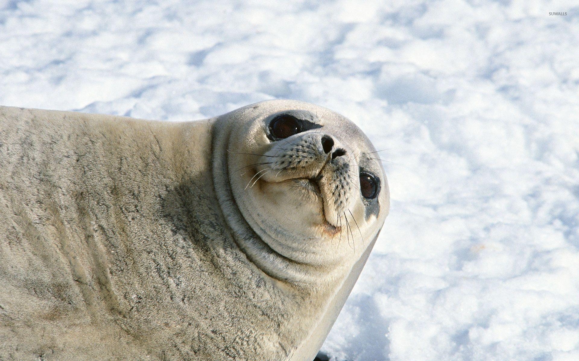 Seelöwe, Bild, Hintergrund, Meer, Säugetier, 1920x1200 HD Desktop