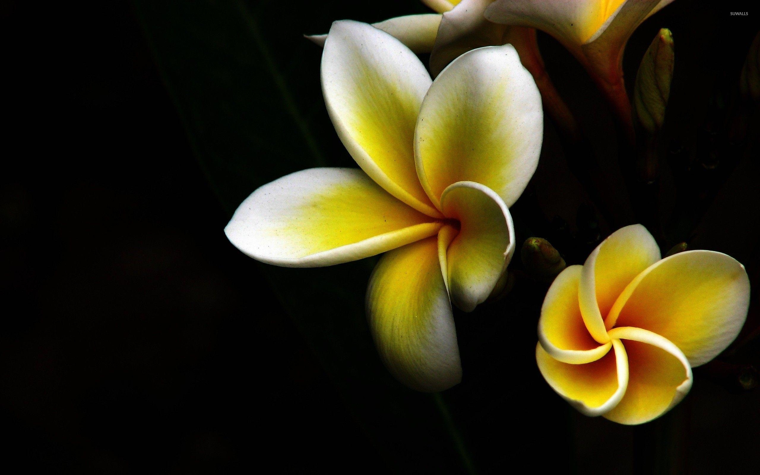 Plumeria, Gelb, Blüten, Natur, Bild, 2560x1600 HD Desktop