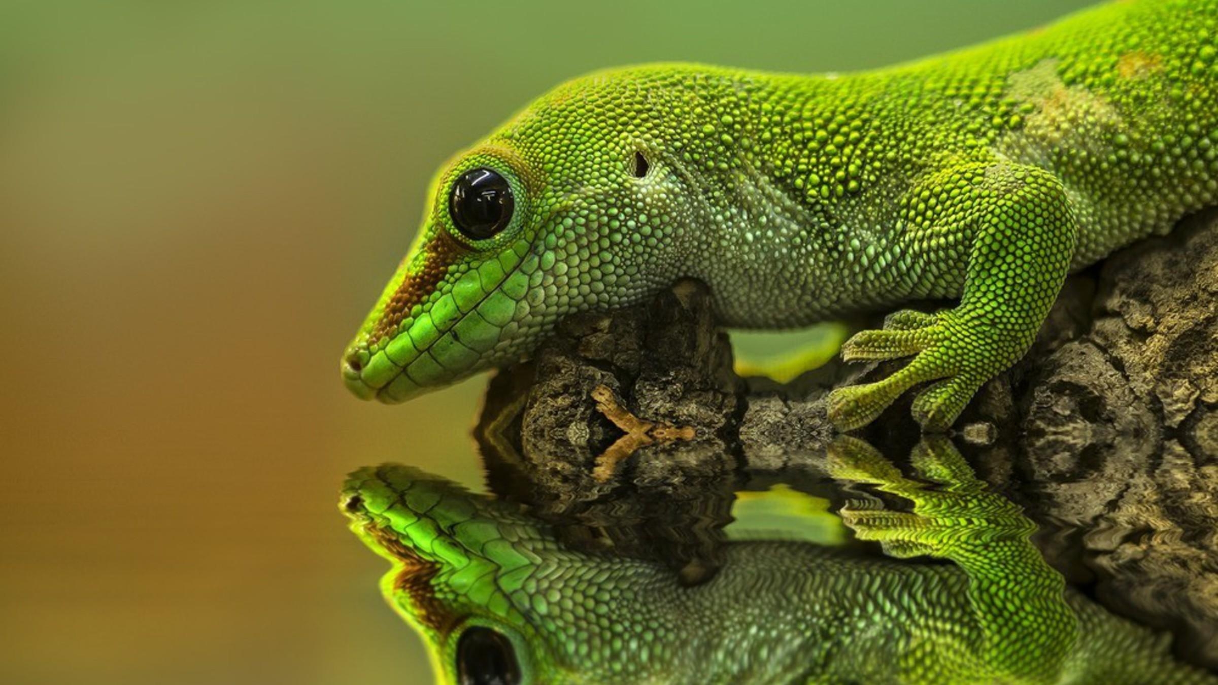 Gecko Reptilien Reflexion PC, 2400x1350 HD Desktop