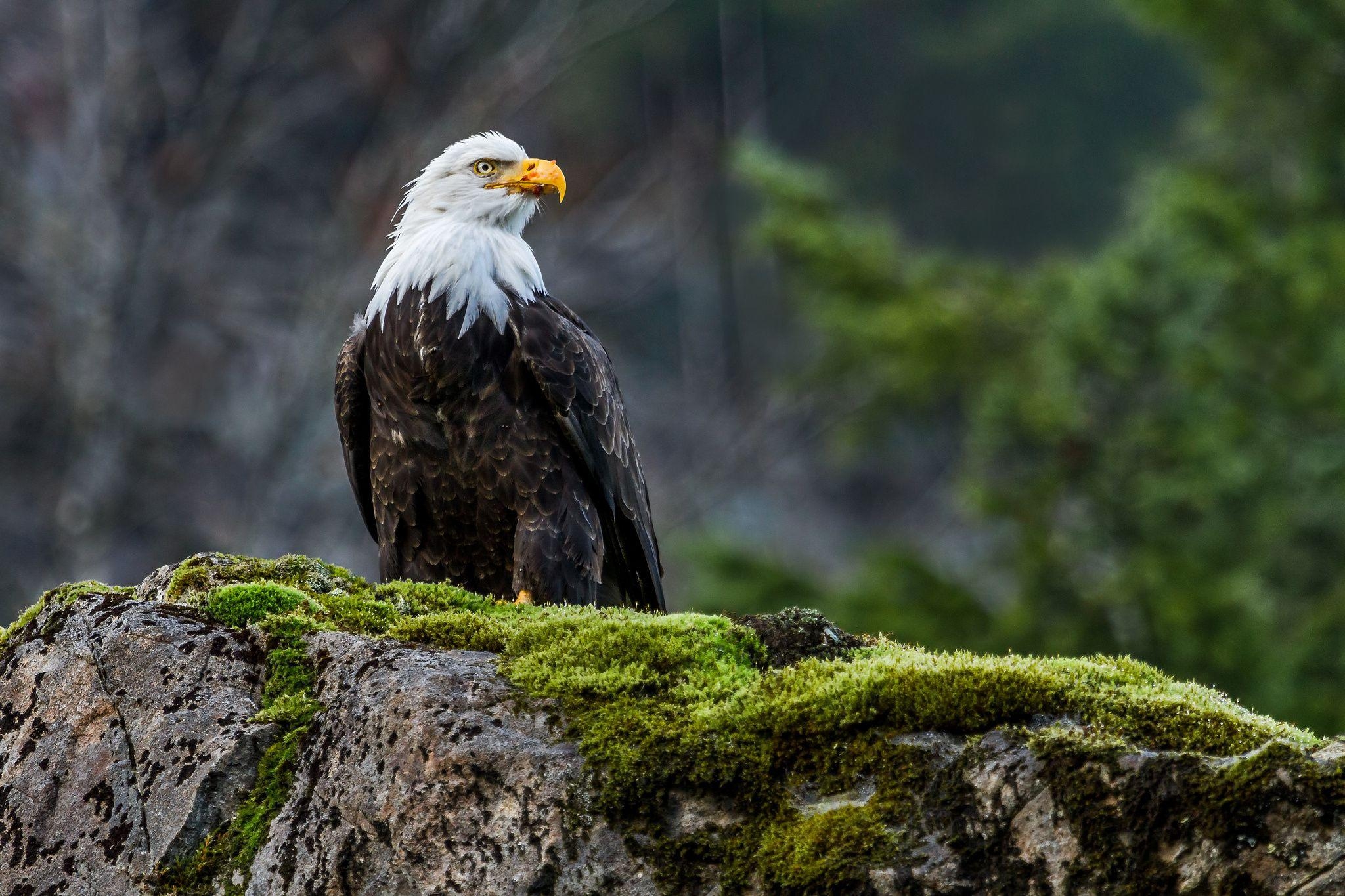 HD Bild, Weißkopfseeadler, Hintergrund, majestätisch, Natur, 2050x1370 HD Desktop