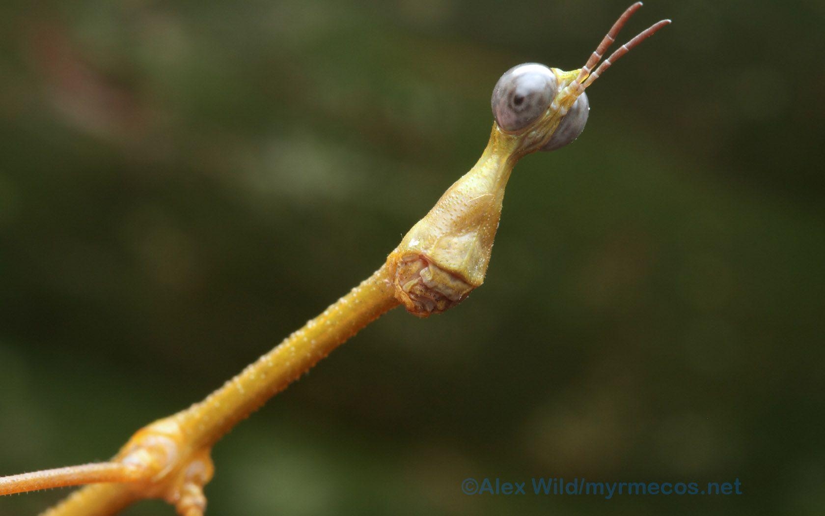 Insekten, Tiere, Hintergrund, Bild, Kunst, 1680x1050 HD Desktop