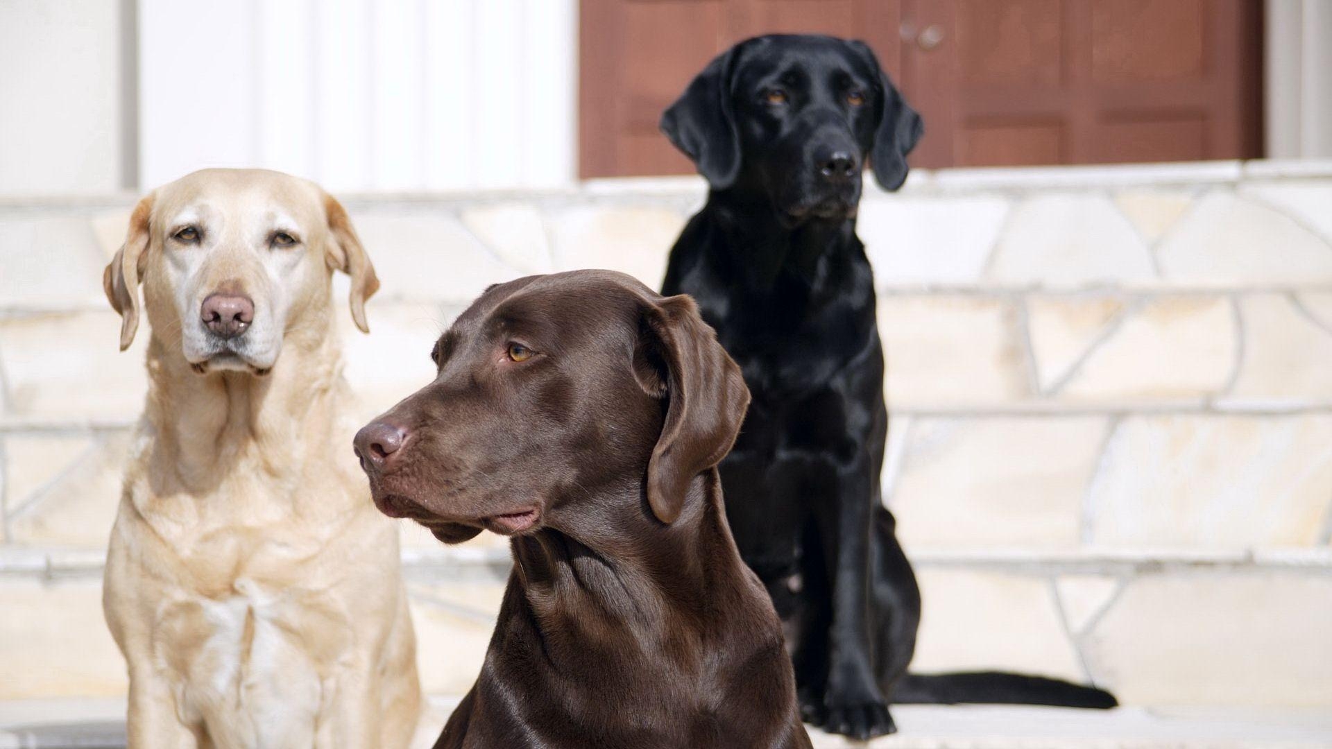 Labrador, Schokolade, Hund, Retriever, Tier, 1920x1080 Full HD Desktop