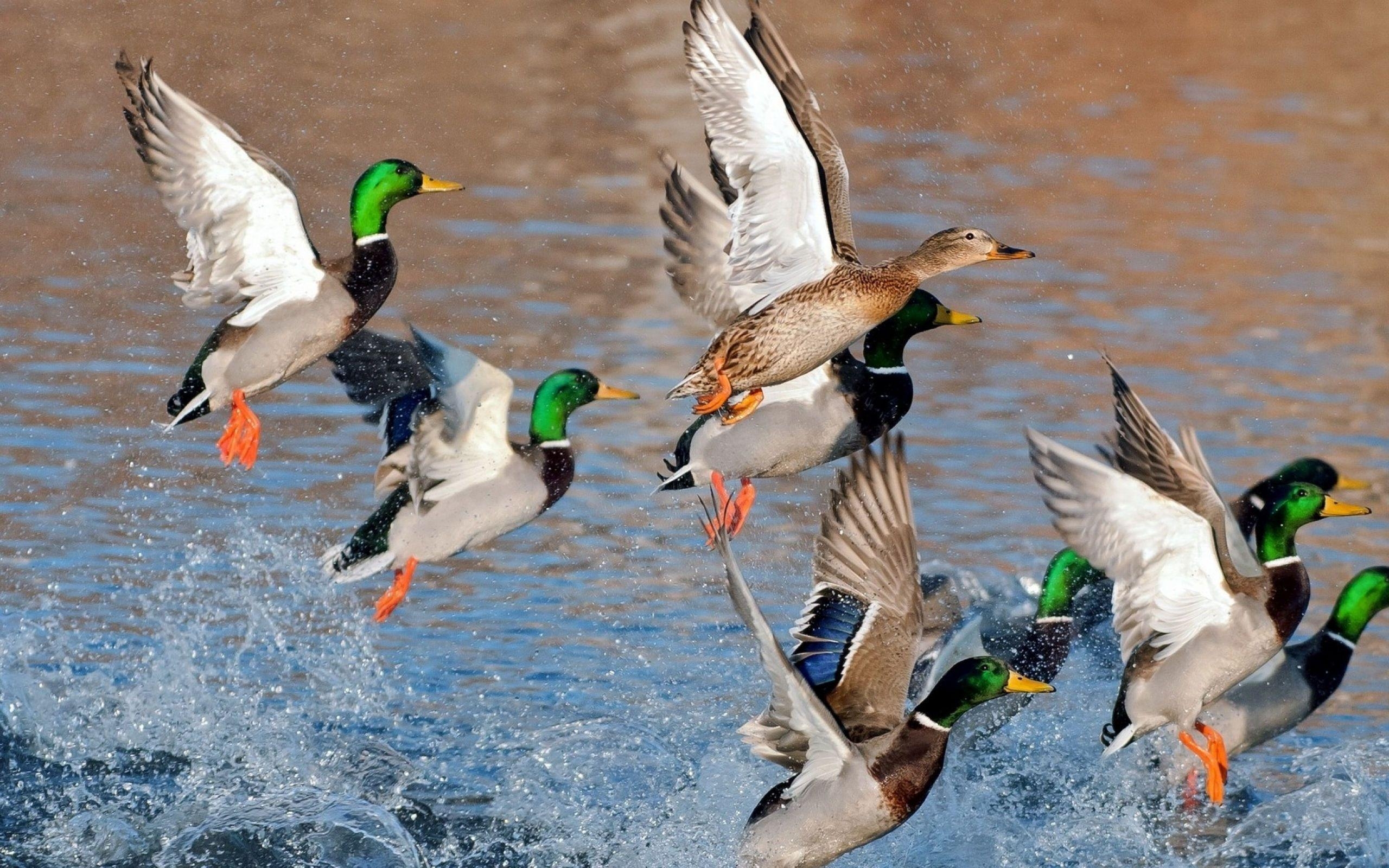 Stockente, Ente, Tiere, Hintergrundbild, Natur, 2560x1600 HD Desktop