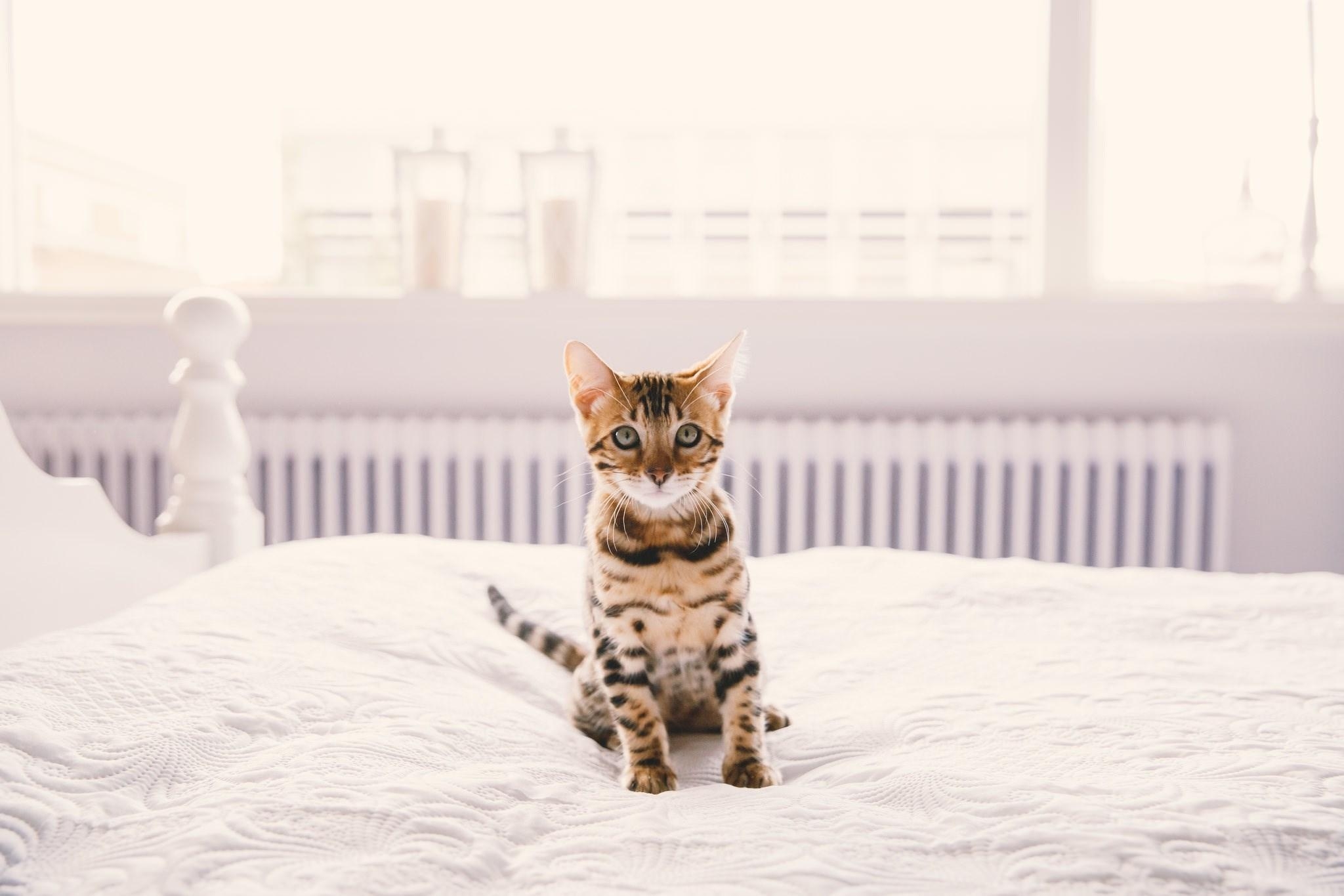 Bengalkatze, HQ, Hintergrund, Desktop, Fotografie, 2050x1370 HD Desktop