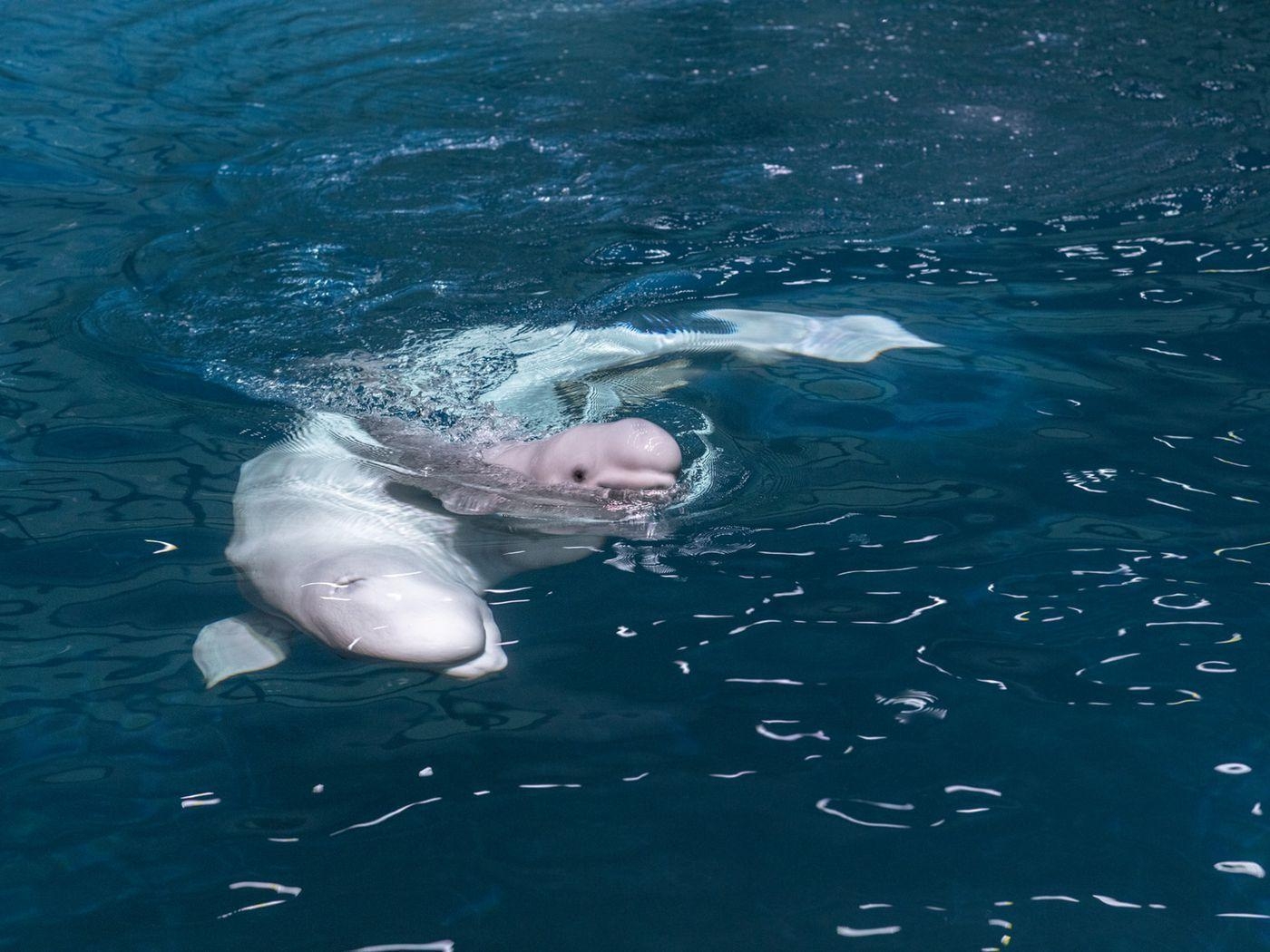 Baby Beluga, Shedd Aquarium, Fortschritt, männlich, Wal, 1400x1050 HD Desktop